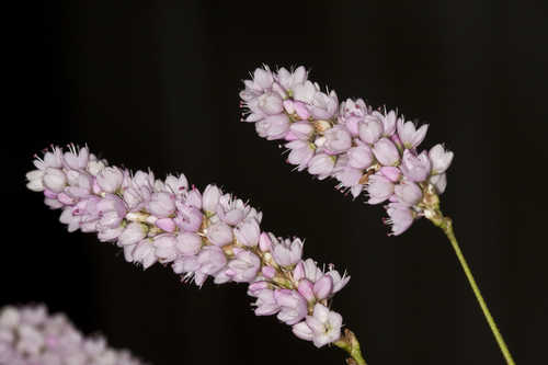 Persicaria pensylvanica #4